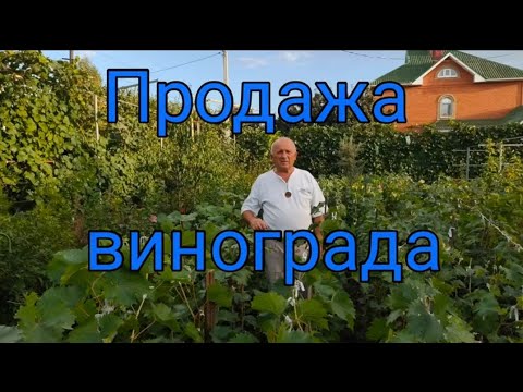 Видео: Продажа винограда