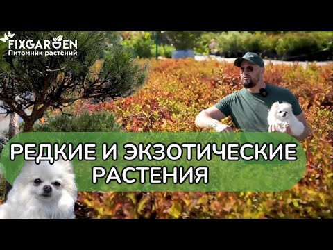 Видео: Экзотические и редкие растения