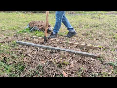Видео: 08.10.25 Озимый чеснок - СПАРТАНЕЦ (я же ленивый 😉)