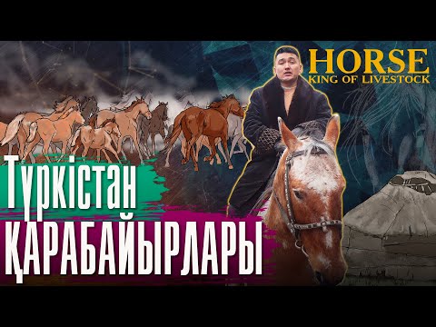 Видео: Қазақ жеріндегі жылқы зауыттары. «Жылқы – малдың патшасы» 16-серия