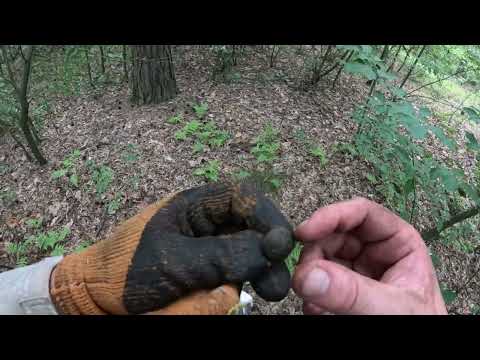 Видео: в поисках закладок Свинопаса