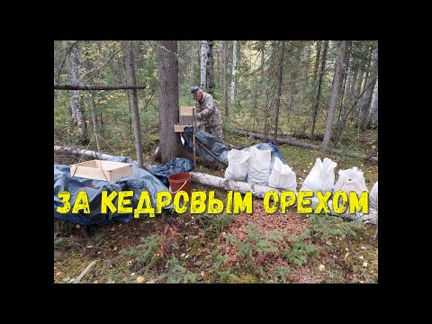 Видео: ЗАГОТОВКА КЕДРОВОГО ОРЕХА 2022