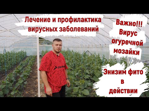 Видео: Победите вирус огурца. Один из самых верных способов.