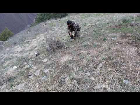 Видео: Шикори ака