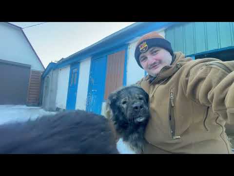 Видео: ВИМЕРЗЛА ПШЕНИЦЯ❓ Як Перезимувала ❓Коли підживлювати й чим КАС чи СЕЛІТРА✅