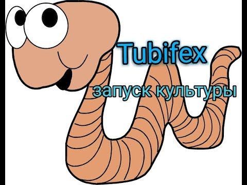 Видео: Tubifex Трубочник запуск культуры.