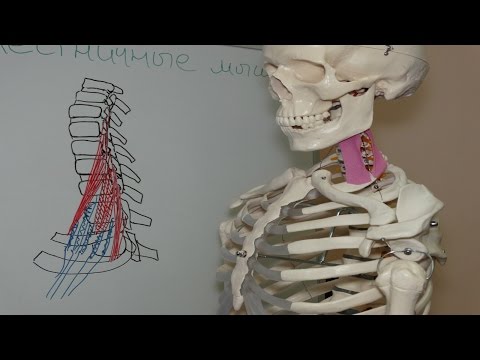 Видео: Причина онемения рук, укорочение лестничных мышц, упражнения на растяжение, Scalene Muscle Stretch