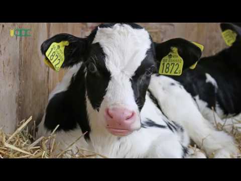 Видео: МОЛОЧНОЕ ЖИВОТНОВОДСТВО. СОВЕТЫ ЭКСПЕРТОВ