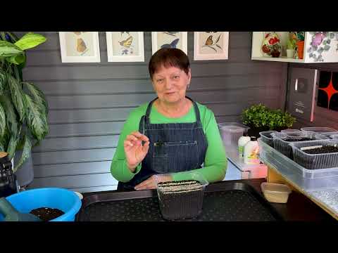 Видео: Подробно! Лук из семян на рассаду.