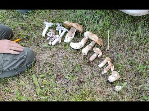 Видео: Косів 2022. Тихе польовання.