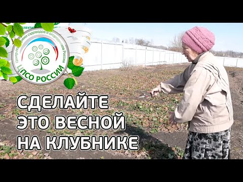Видео: Клубника весной. Важные работы на клубнике после зимы.