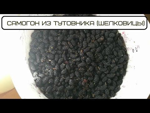 Видео: Самогон из Тутовника ( шелковицы )