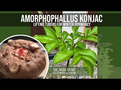 Видео: Аморфофаллус коньяк — выкапываем на зиму