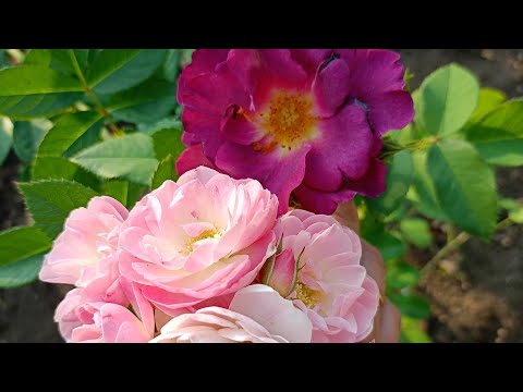 Видео: Потрібна думка розоводів. Рятую стару троянду.
