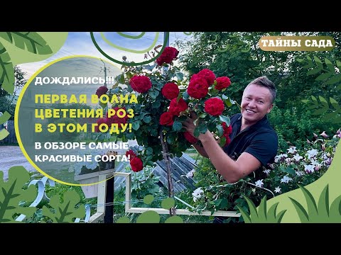 Видео: РОЗЫ 2024. В ОБЗОРЕ САМЫЕ КРАСИВЫЕ и ВЫНОСЛИВЫЕ СОРТА. ПЕРВАЯ ВОЛНА ЦВЕТЕНИЯ РОЗ В ЭТОМ ГОДУ!