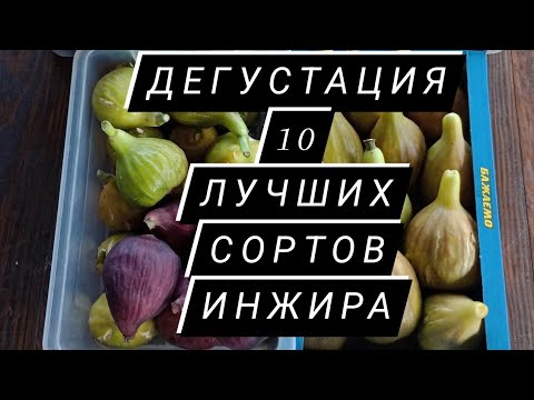 Видео: Сравнительная дегустация 10 сортов  инжиров