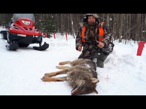 Видео: ОХОТА НА ВОЛКА февраль 2023//В окладе ВОЛЧИЦА ПРИЗРАК.