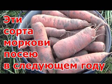 Видео: Какой сорт моркови мне понравился в 2022. Самые урожайные и вкусные сорта моркови на следующий год.