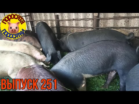 Видео: Видео про поросят, свиней, козлят, цыплят, кроликов  и т.д.... 21 мая 2021 г.
