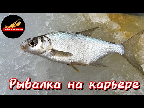 Видео: Рыбалка на Лыткаринском карьере 28.01.24