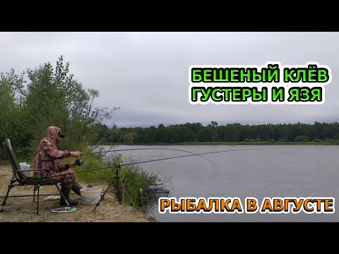 Видео: РЫБАЛКА НА ФИДЕР В АВГУСТЕ  Рыбалка 2020  Бешеный клев густеры и язя