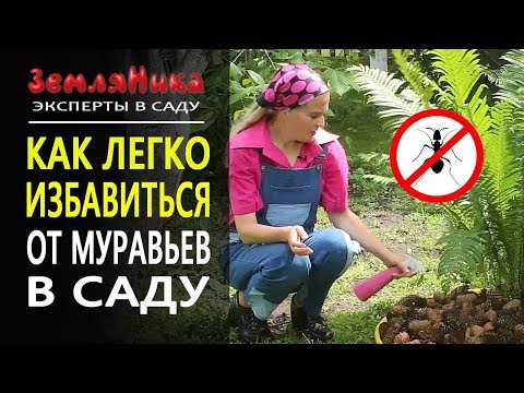 Видео: Как легко избавится от муравьев. Безопасно для детей и животных. Быстро и красиво.