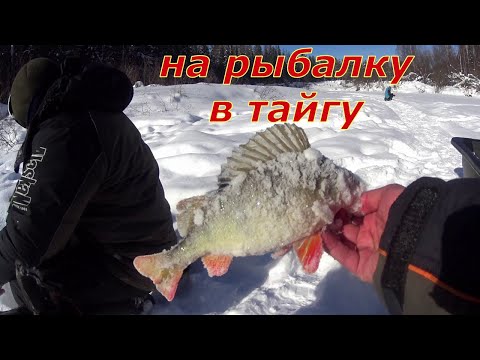 Видео: Трудовая и весёлая рыбалка с Дедом и Коми Пермяками.