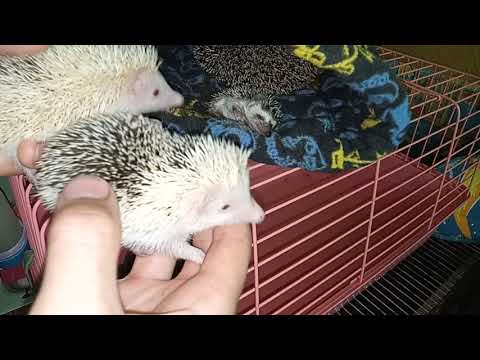 Видео: как определить ежа африканского ежа уснул он или нет жив ёж или нет вся правда опыт уснул еж