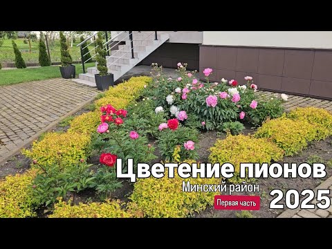 Видео: Цветение пионов в Минском районе 2025. Первая часть