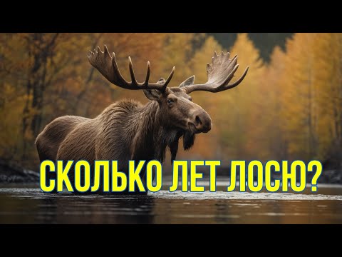 Видео: Как определить возраст лося?