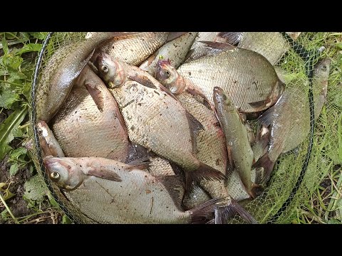 Видео: ПОКЛЕВКА за ПОКЛЕВКОЙ! Рыбалка на фидер на реке