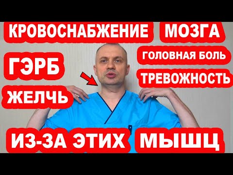 Видео: Эти мышцы блокируют КРОВОСНАБЖЕНИЕ МОЗГА, вызывают ГЭРБ, ТРЕВОЖНОСТЬ, застой ЖЕЛЧИ, Головные боли