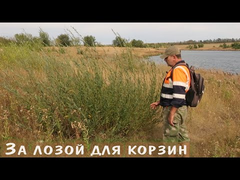 Видео: Заготовка ивового прута для корзин. Сорта ивы. Первый выезд за лозой в сезоне 2020