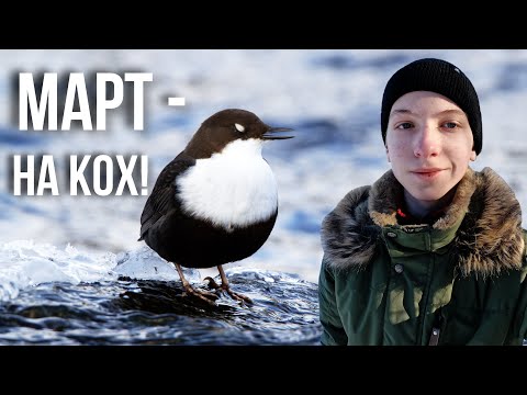 Видео: Дневник орнитолога. Март - НА КОХ!