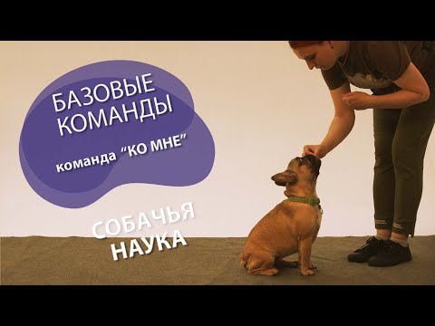 Видео: Дрессировка щенка: с чего начать? Команда "Ко мне".