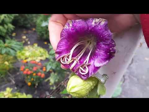 Видео: Кобея-мені запала в душу)