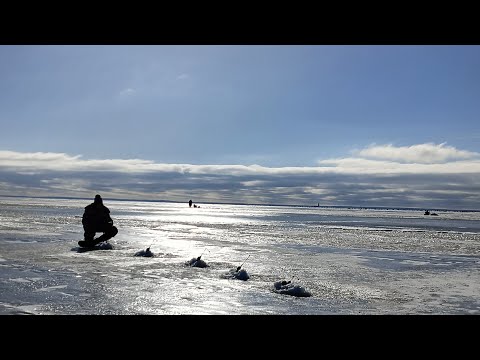 Видео: Корюшка у Толбухина. Лучшая рыбалка этого сезона!