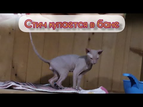 Видео: СТИЧ, С ЛЁГКИМ ЖАРОМ / Как Стич купается в бане 