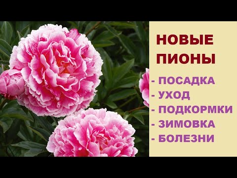 Видео: Новые пионы от Русского Огорода. Посадка, уход, зимовка.