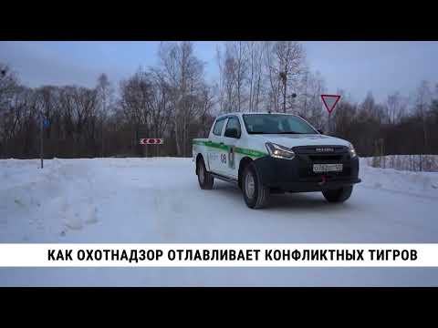 Видео: Охотнадзор отлавливает конфликтных тигров в Хабаровском крае