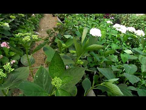 Видео: Ремонтантная крупнолистная гортензия- посадка и уход.
