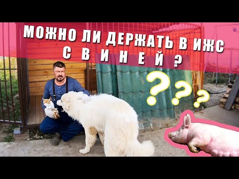 Видео: МОЖНО ЛИ ДЕРЖАТЬ В ИЖС СВИНЕЙ | КЕМ ПРИНИМАЕТСЯ РЕШЕНИЕ | Что с ценами на зерна? | Работа на участке