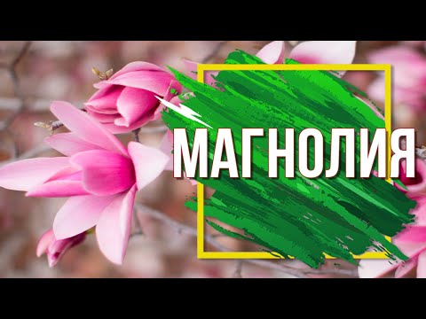 Видео: Магнолия 🌺 Экзотика в вашем саду 🌺 Посадка и уход