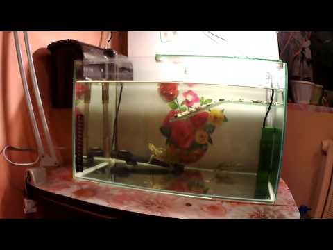 Видео: Красноухая черепаха, СЕКРЕТ чистой воды