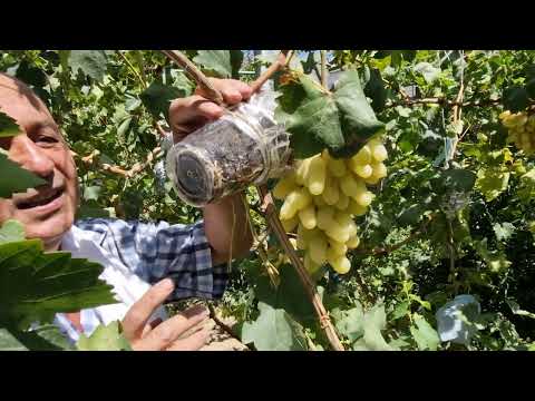 Видео: Воздушные отводки на винограде Аватар, Ламборджини, Алинка... часть 3