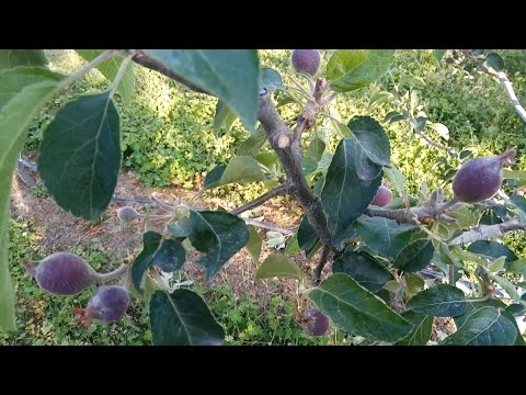 Видео: Яблуня та груша : захист від шкідників та хвороб