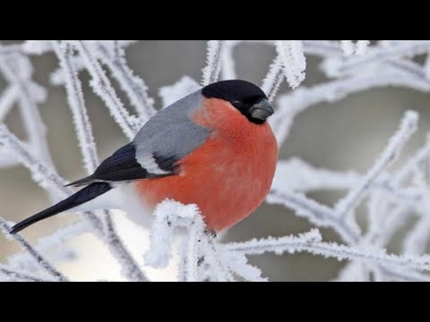 Видео: Наблюдаем за птицами  2 часть
