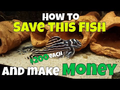 Видео: Спасение вымирающего вида и одновременное получение прибыли — разведение зебровых плеко с Джереми...