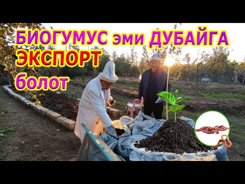 Видео: Өзбекстандан келген эксперт: БИОГУМУСТУ Дубайга экспорт кылабыз