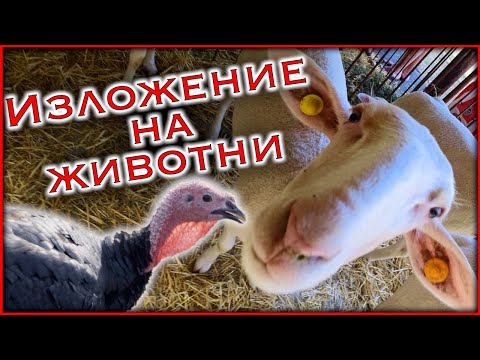 Видео: Живот на СЕЛО - Изложение на животни | Какво става с пуйките | ВЛОГ | Ферма Монсър